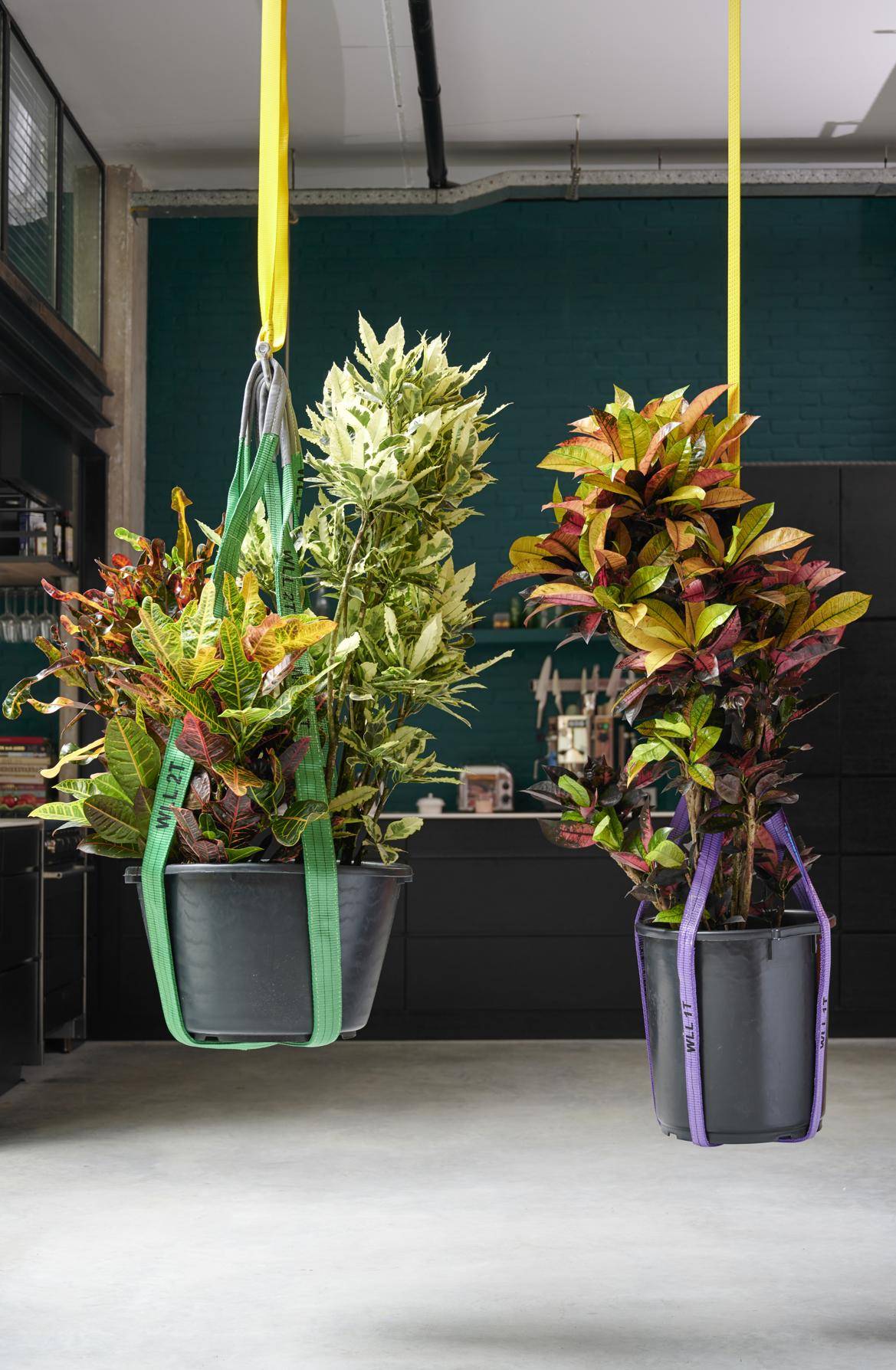 Codiaeum variegatum-4_thumbnail