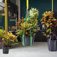 Codiaeum variegatum