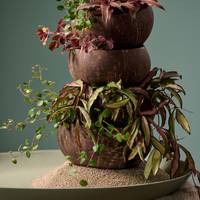 Cryptanthus bivittatus - Hoya - Muehlenbeckia complexa - Oxalis