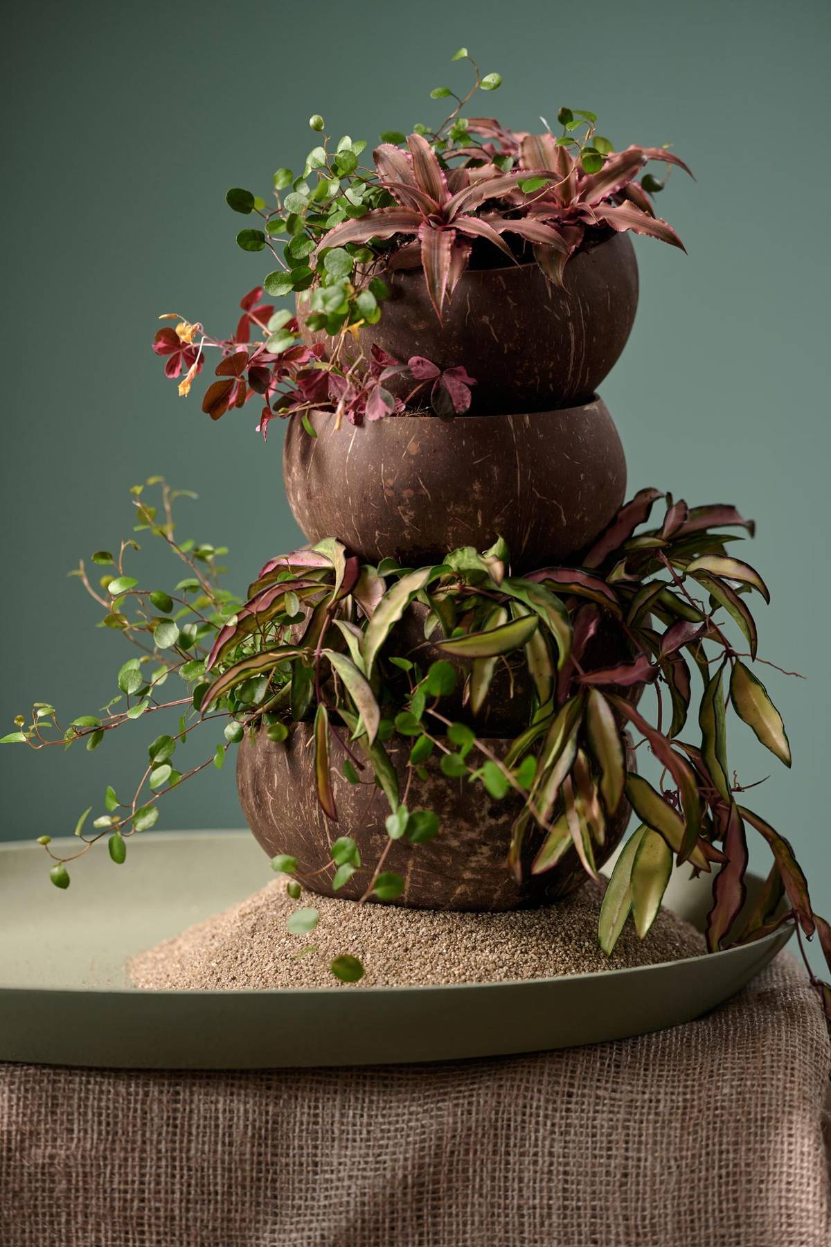 Cryptanthus bivittatus - Hoya - Muehlenbeckia complexa - Oxalis_thumbnail