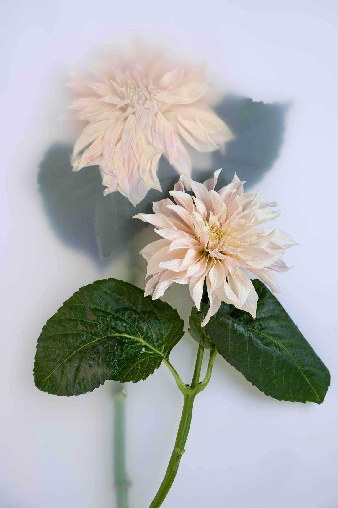 Dahlia (Decorative Grp)_thumbnail