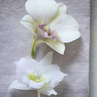 Dendrobium