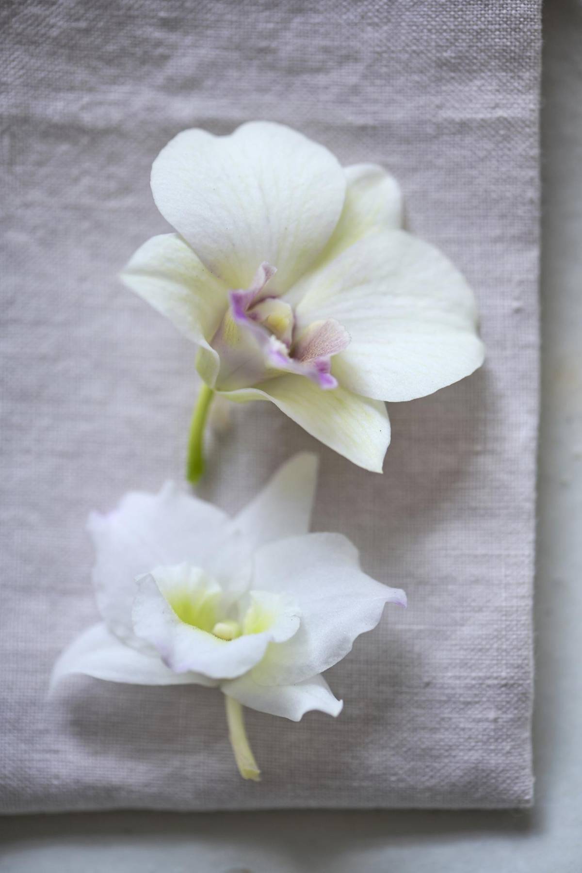 Dendrobium-1_thumbnail