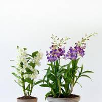 Dendrobium - Dendrobium nobile