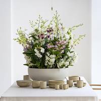 Dendrobium - Dendrobium nobile
