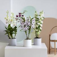 Dendrobium - Dendrobium nobile
