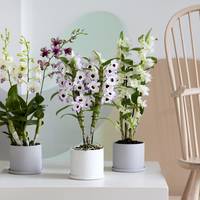 Dendrobium - Dendrobium nobile