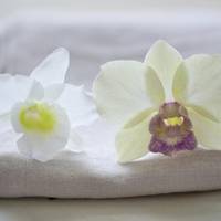 Dendrobium