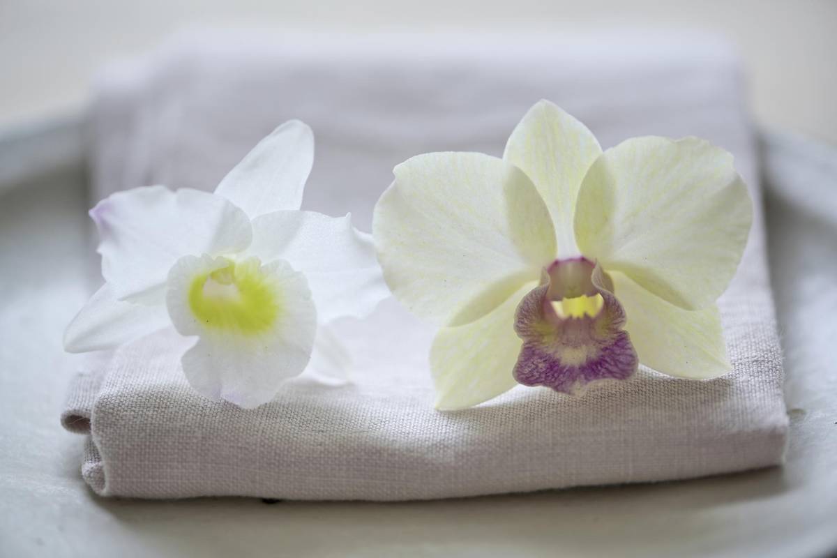 Dendrobium_thumbnail