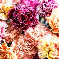 Dianthus