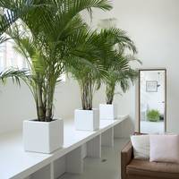 Dypsis lutescens