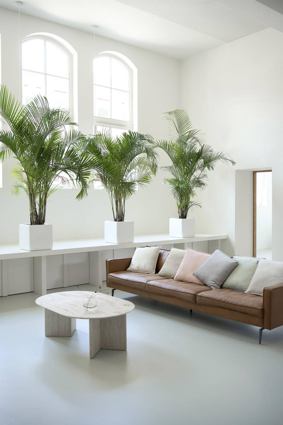 Dypsis lutescens-2_thumbnail