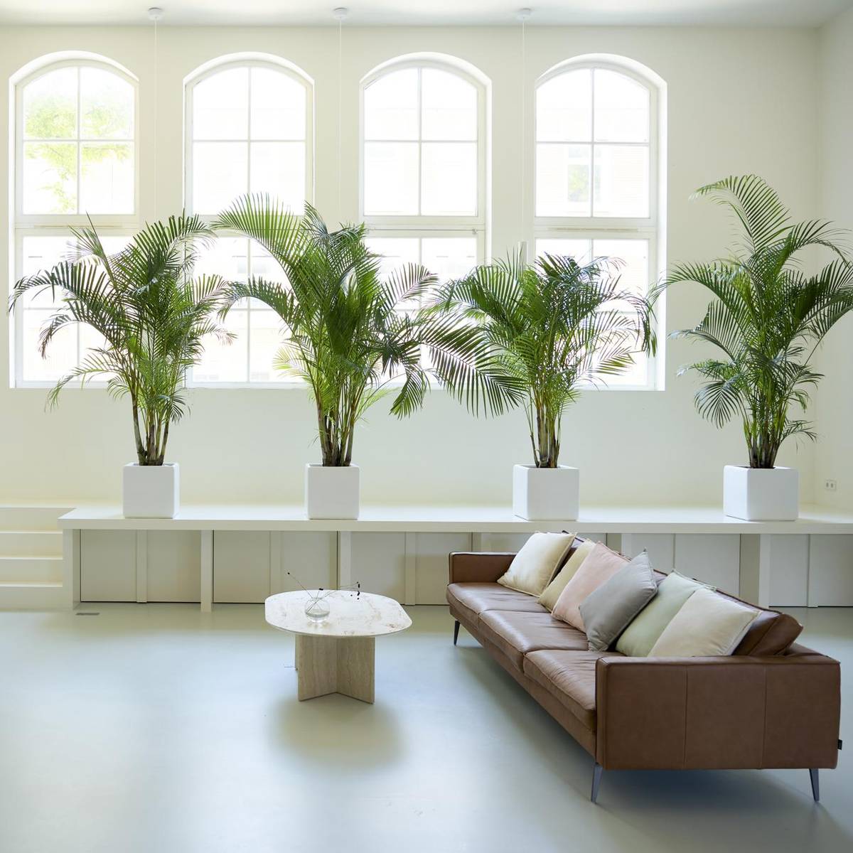 Dypsis lutescens-4_thumbnail