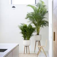 Dypsis lutescens