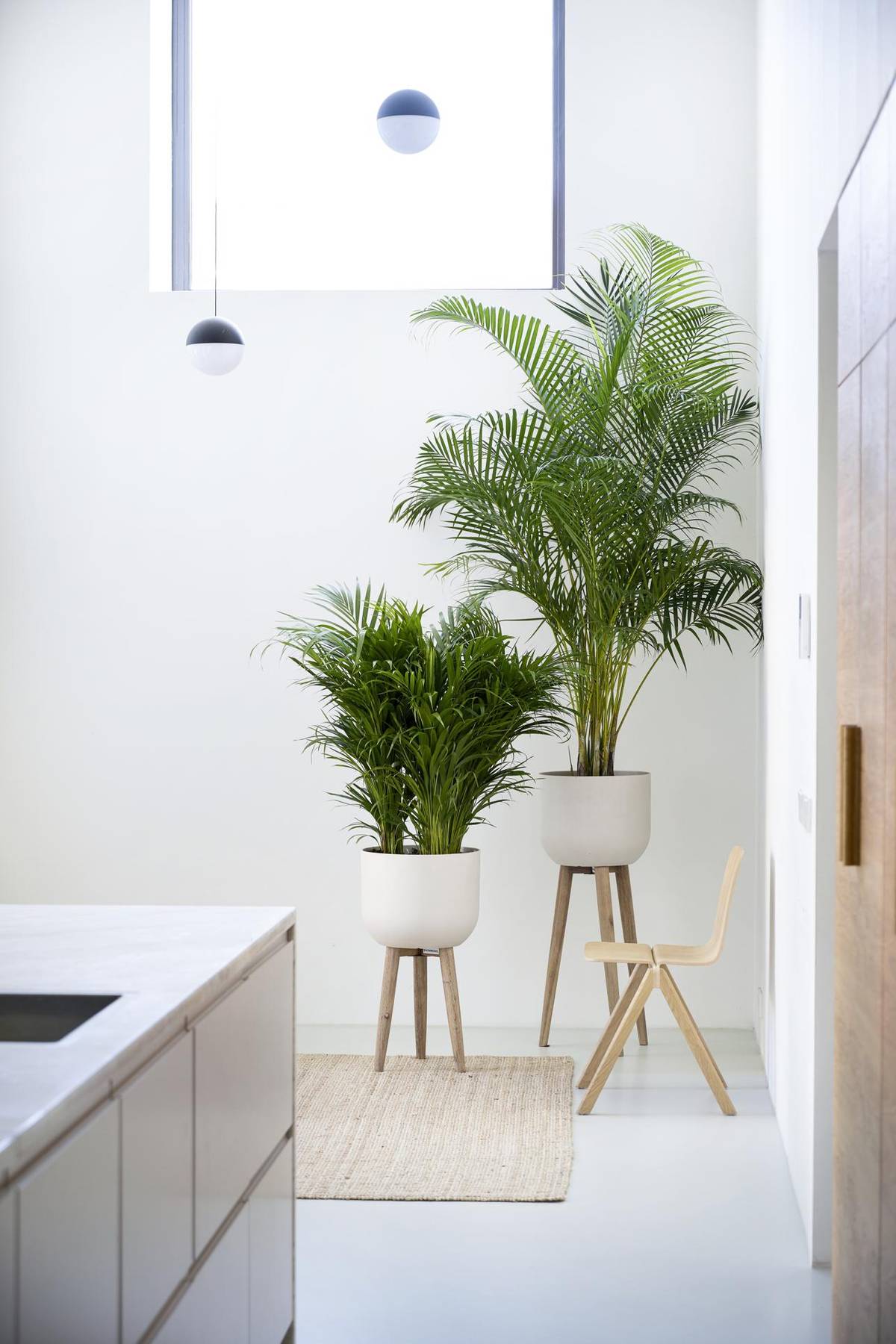 Dypsis lutescens-5_thumbnail