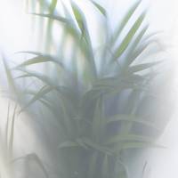 Dypsis lutescens
