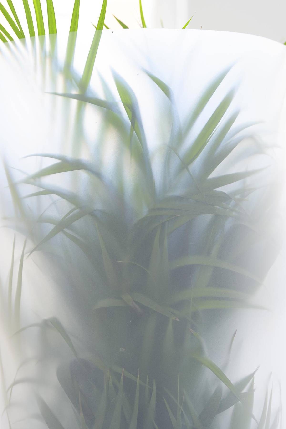 Dypsis lutescens-7_thumbnail