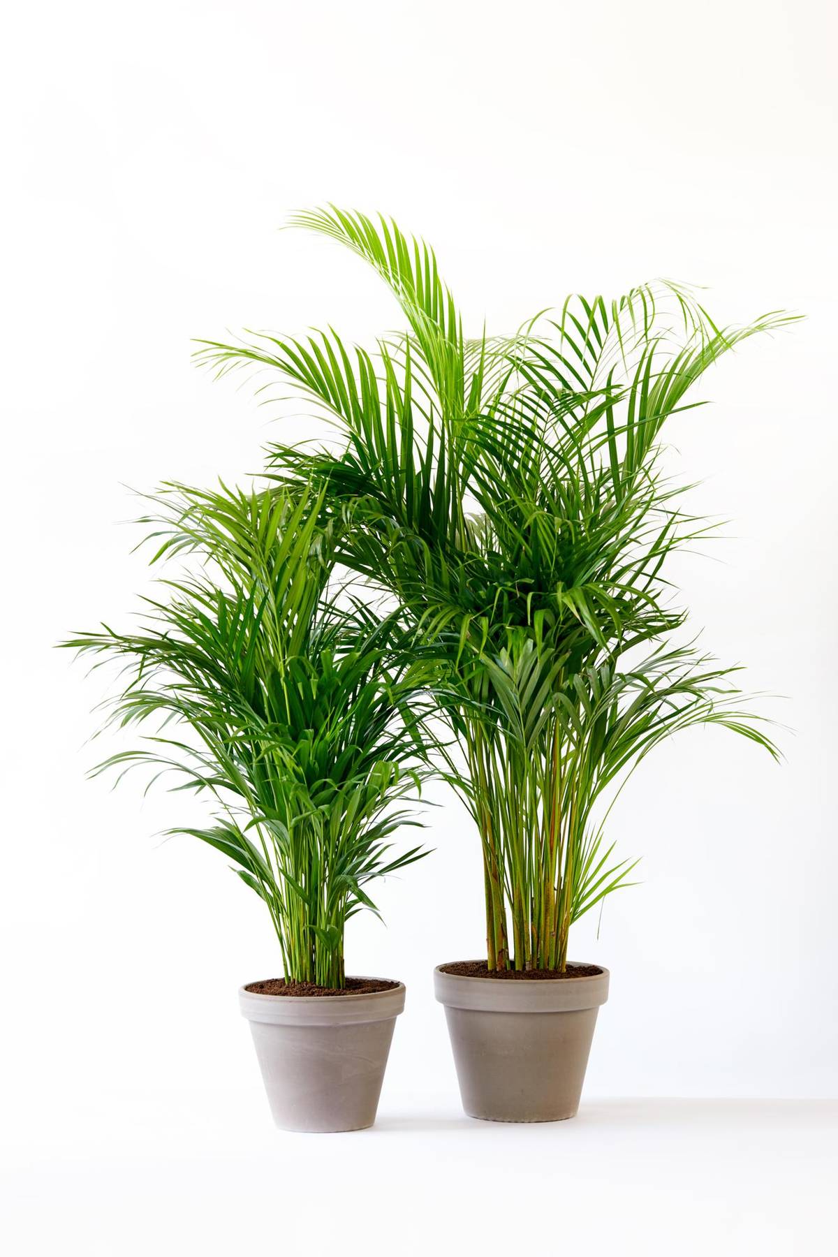 Dypsis lutescens-8_thumbnail