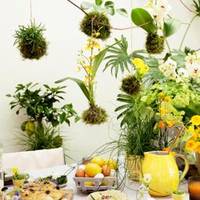 Eranthis - Pilea - Phalaenopsis