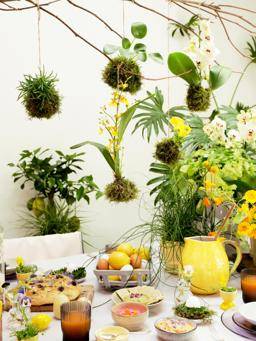 Eranthis - Pilea - Phalaenopsis_thumbnail