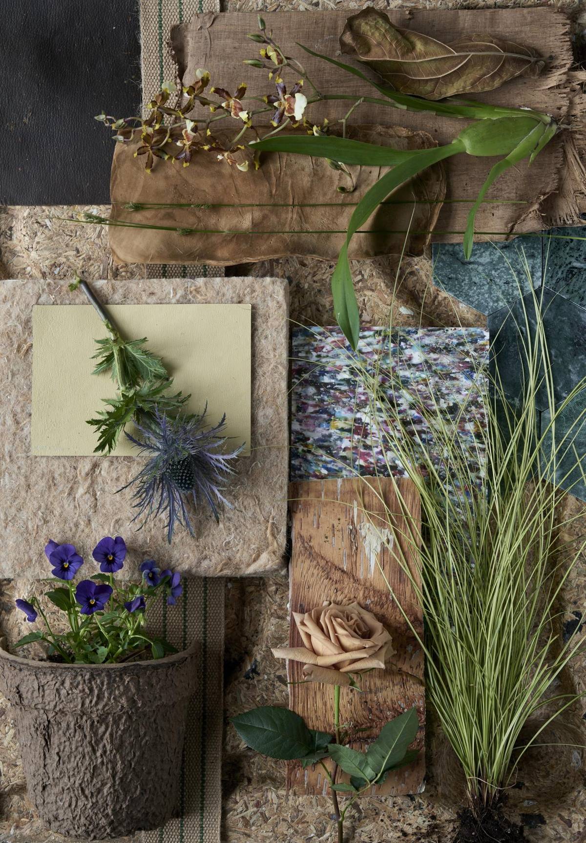 Eryngium - Carex - Rosa - Viola - cambria_thumbnail