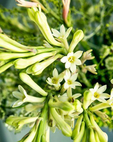 Flower Council-Polianthes tuberosa-expiration_date-2026-12-22_thumbnail