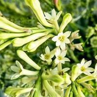 Polianthes tuberosa