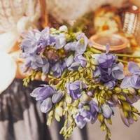 Freesia