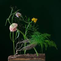 Fritillaria meleagris - Ranunculus - Asparagus setaceus - Thymus vulgaris