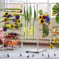 Gladiolus - Gladiolus (large flowering) - Helianthus annuus