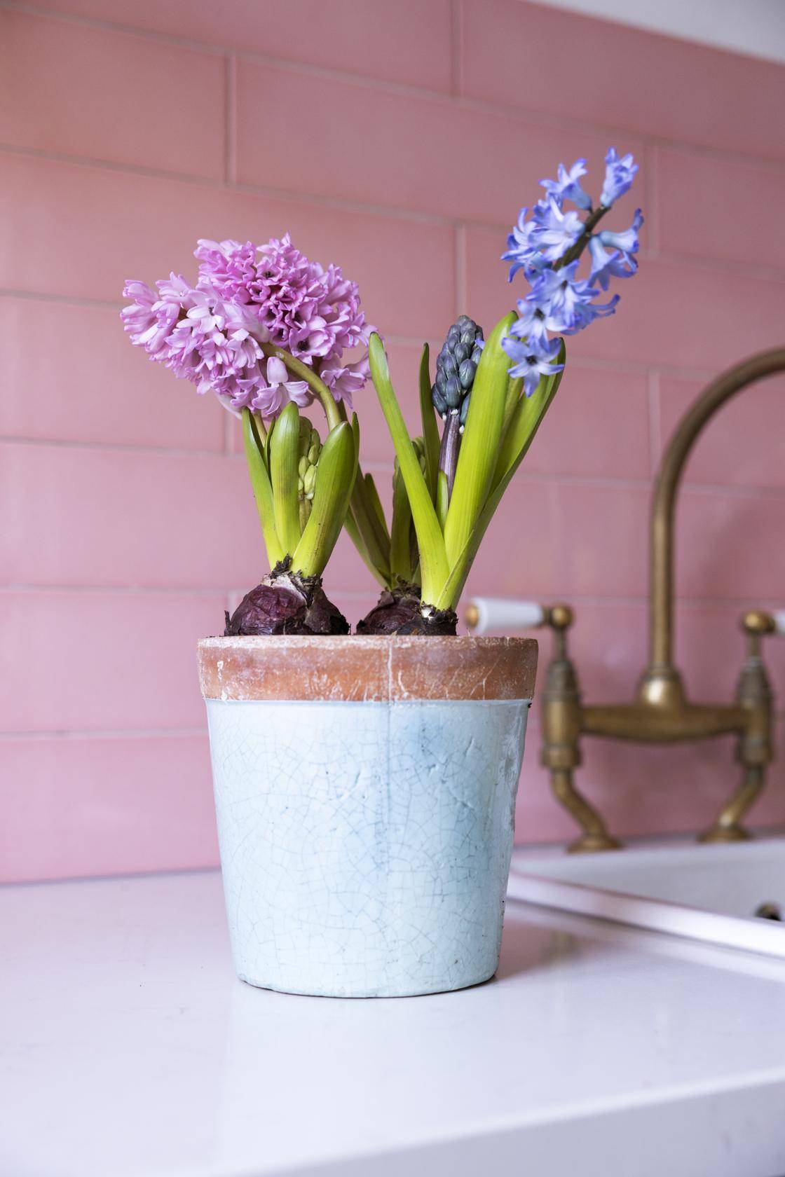 Hyacinthus_thumbnail