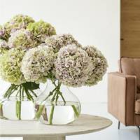 Hydrangea macrophylla