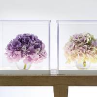 Hydrangea macrophylla