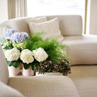 Hydrangea macrophylla - Asparagus densiflorus - Asparagus setaceus - Tradescantia fluminensis