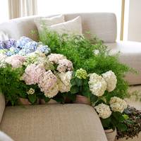 Hydrangea macrophylla - Asparagus densiflorus - Asparagus setaceus - Tradescantia fluminensis
