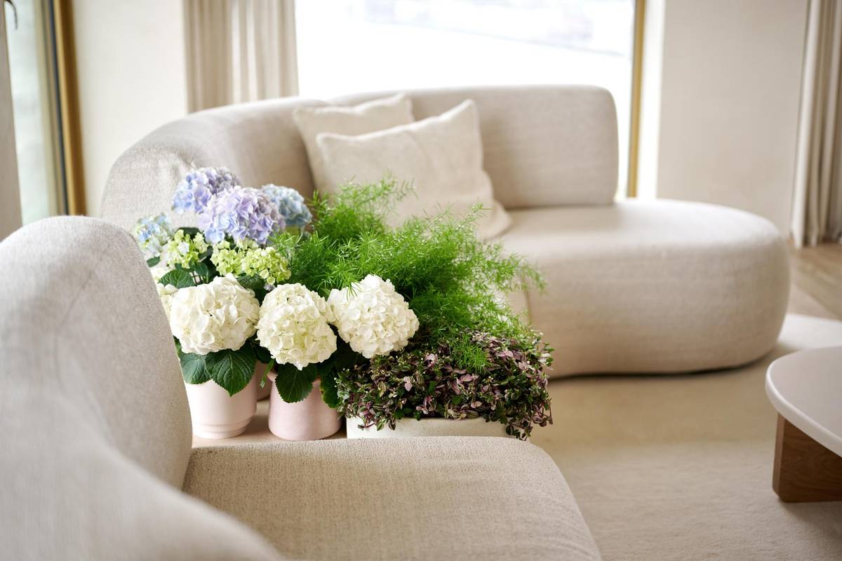Hydrangea macrophylla - Asparagus densiflorus - Asparagus setaceus - Tradescantia fluminensis-1_thumbnail