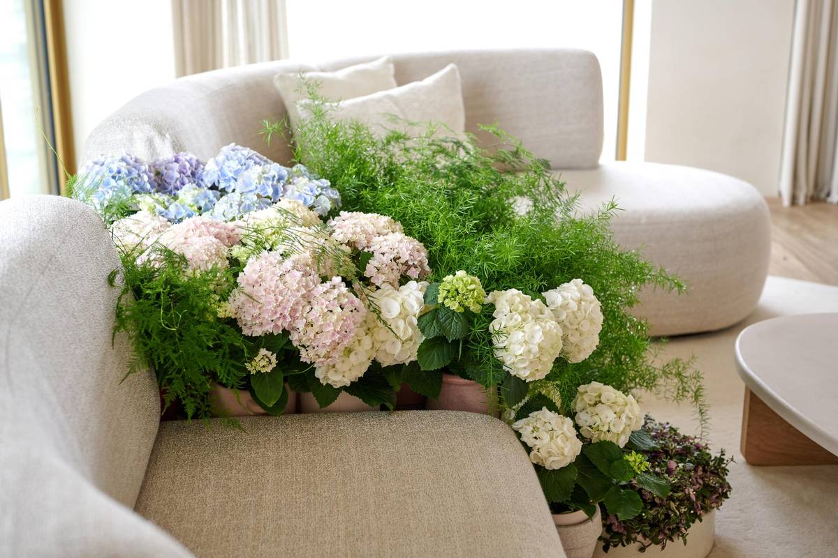 Hydrangea macrophylla - Asparagus densiflorus - Asparagus setaceus - Tradescantia fluminensis - 0_thumbnail