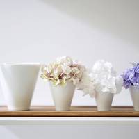 Hydrangea