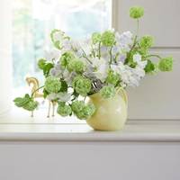 Lathyrus - Paeonia - Viburnum