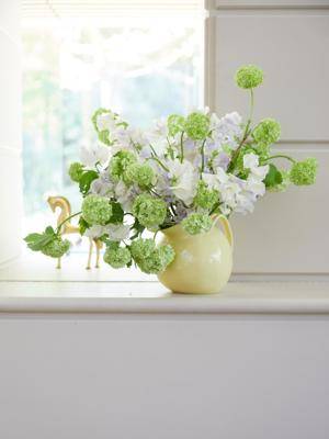 Lathyrus - Viburnum_thumbnail