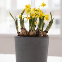 Narcissus