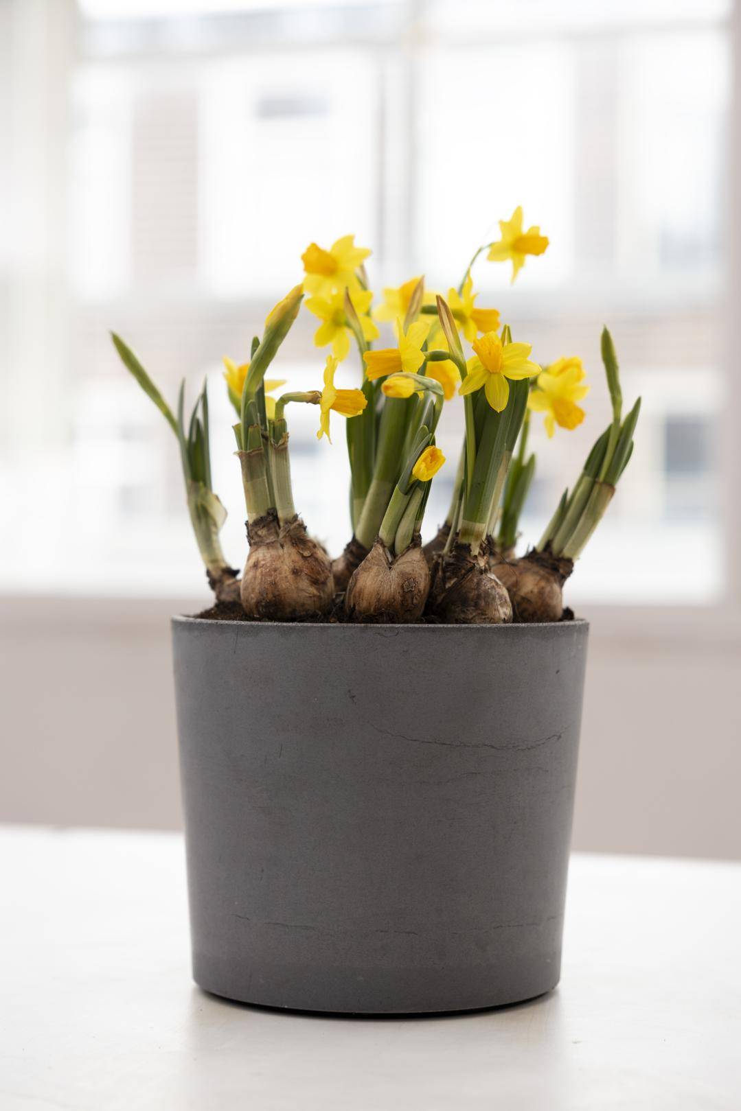 Narcissus_thumbnail