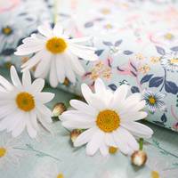 Leucanthemum vulgare