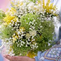 Acacia Mimosa Mirandol Ammi Visnaga Gypsophila Xlence Narcissus 'Bridal Crown'