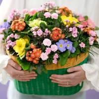 Primula Saint Paulia Jenny roze Kalanchoe mini Queen Geneva Primula obcon. 'SwKiss Roma Lime' Dianthus 'I Love U'
