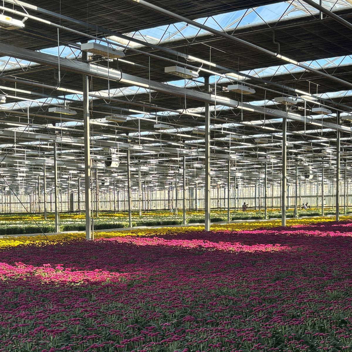 Kas chrysanten