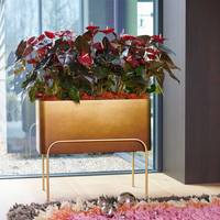 Anthurium andreanum 'Delicata'