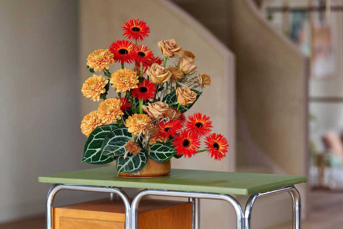 Anthurium crystallinum 'Karma Crystal' Gerber Spider Praise Rosa toffee Chrysanthemum Kalimba Banksia Dryandra ( gedroogd)