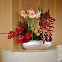 Anthurium Choco Phormium evening glow Heliconia She Kong Rosa toffee Begonia BD 'MagicColours dark Mambo' Amaryllis Ga Rilona Varenblad (geprepareerd)