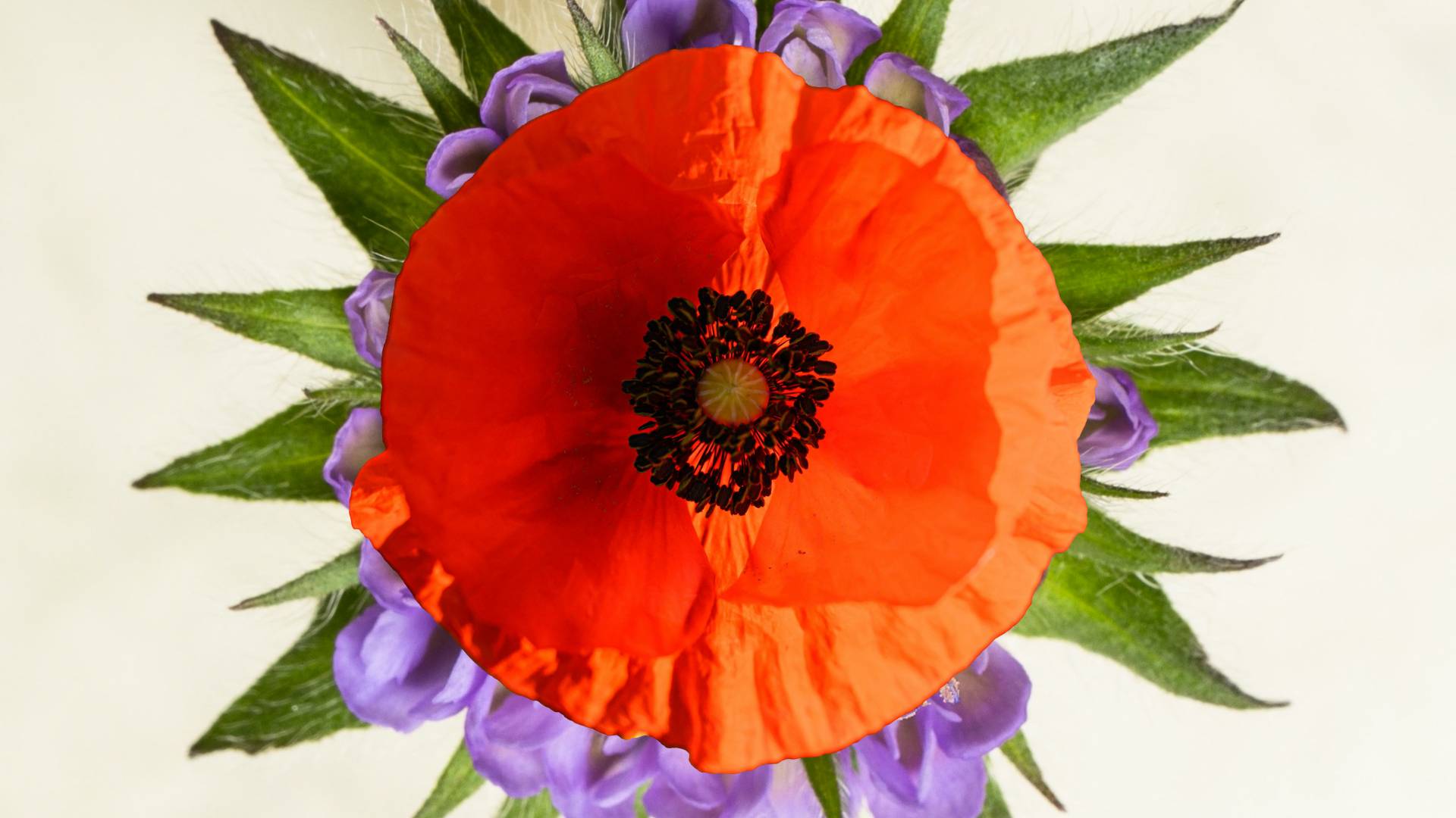 Plant&FlowersFoundationHolland_Thumbnail_03